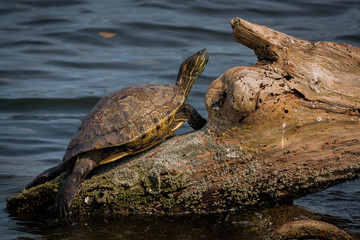 Fototapeta premium reptiles salvajes tomando el sol en el lago wild reptiles sunbathing on the lake 