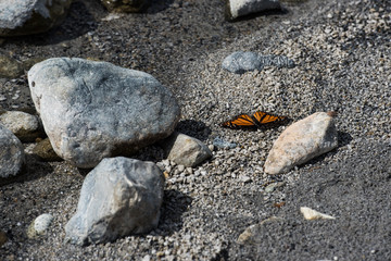 Stones and a Butterfly on the Sand in California