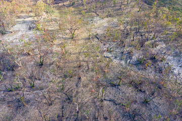 A forest affected by bush fire in The Blue Mountains in Australia