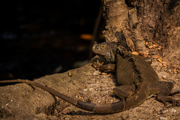 salvajes reptiles coloridos en su hábitat 
wild colorful reptiles in their habitat