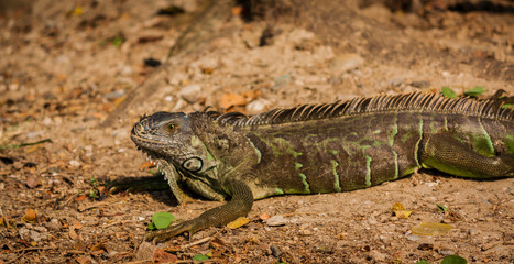 salvajes reptiles coloridos en su hábitat 
wild colorful reptiles in their habitat