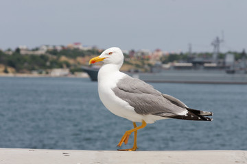 A beautiful, graceful gull paces along the seashore on a concrete parapet. Seagull portrait,...