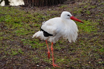stork on the grass