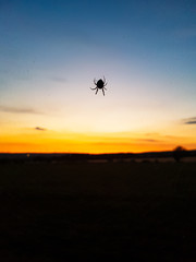 Fototapeta na wymiar Spinne im Sonnenuntergang