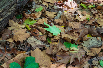Autumn leaves on the ground after falling from the tree