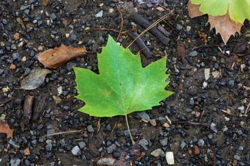 Autumn leaves on the ground after falling from the tree