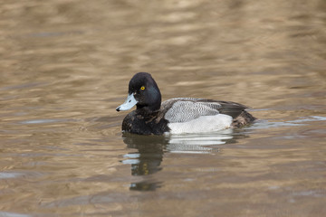 male Lesser scaup duck
