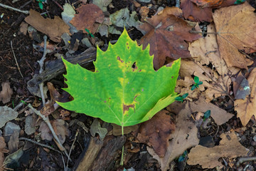 Autumn leaves on the ground after falling from the tree