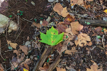 Autumn leaves on the ground after falling from the tree