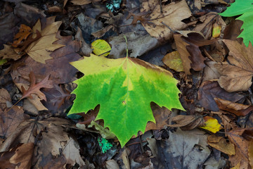 Autumn leaves on the ground after falling from the tree