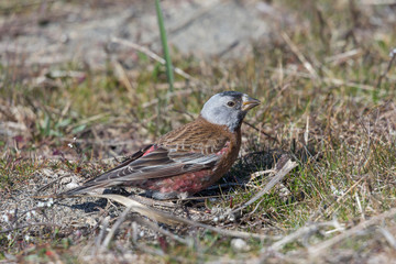 gray crowned rosy finch