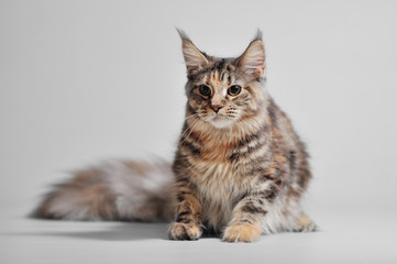 Fototapeta na wymiar Purebred beautiful kitten on a gray background