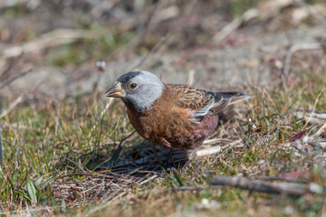 gray crowned rosy finch