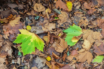 Autumn leaves on the ground after falling from the tree