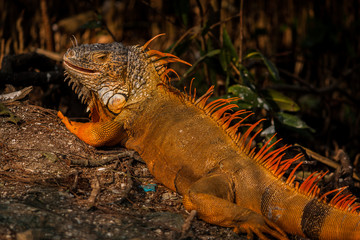 salvajes reptiles coloridos en su hábitat 
wild colorful reptiles in their habitat