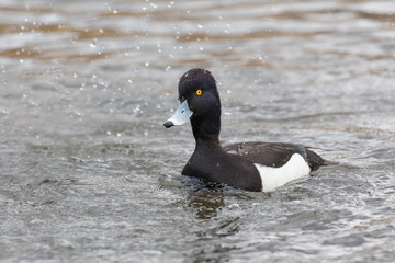 male tufted duck