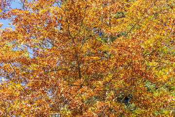 Autumn trees leaves changing color with the season