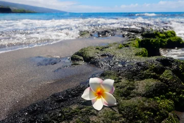 Rolgordijnen Beautiful Hawaii nature background with plumeria flower. Scenic view with white frangipani flower on the black lava stone in the pacific ocean beach out of focus background. Hawaii Big Island, USA. © Maryna