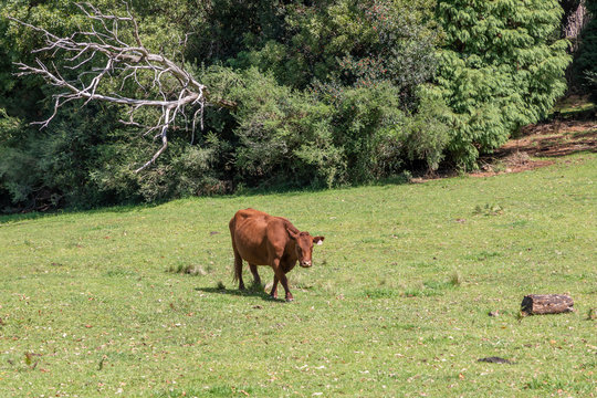 Brown cows in a green grassy field
