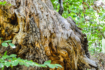 An old tree stump in the nature, surrounded by forest. Old stump in the forest, beautiful colours, natural pattern.