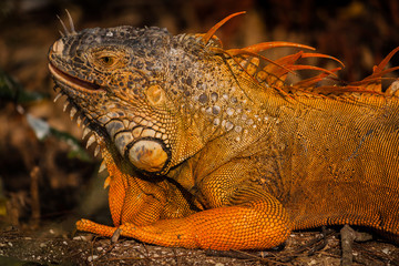 salvajes reptiles coloridos en su hábitat 
wild colorful reptiles in their habitat