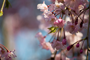 桜の花びら
