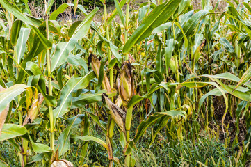 Ripe corns on the cob in early autumn. Field of corns in the early autumn, corns almost ready for picking.