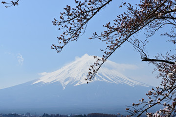 The cherry trees started blossoming all at once.