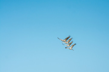Sandhill Cranes in Flight