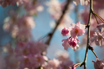 桜の花