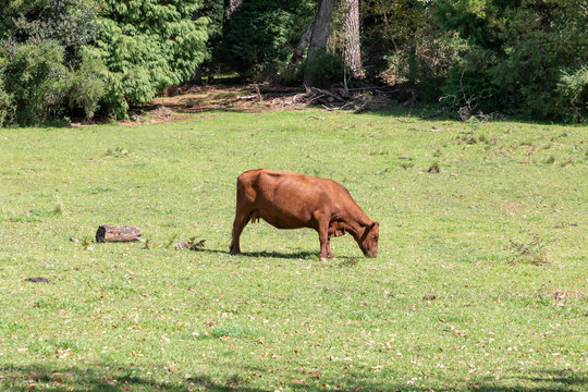 Brown cows in a green grassy field