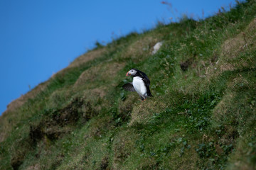 Puffins in the Faroe Islands