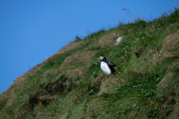 Puffins in the Faroe Islands