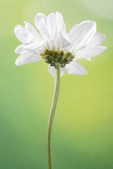 Macro of underside of White daisy isolated on green background 