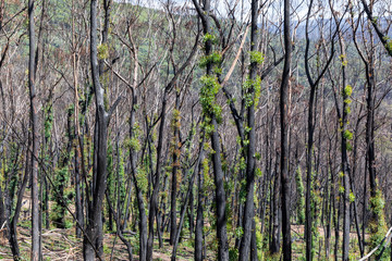 Fototapeta premium Tree regeneration in The Blue Mountains after the Australian bush fires