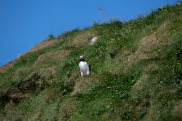 Fototapeta premium Puffins in the Faroe Islands