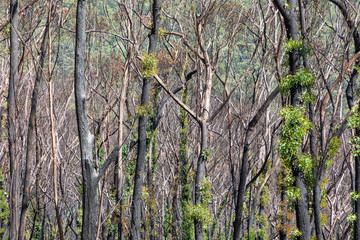 Tree regeneration in The Blue Mountains after the Australian bush fires