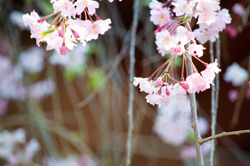 桜の花