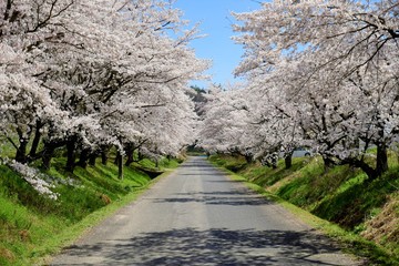 水墨画のような梅の木