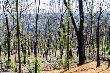 Tree regeneration in The Blue Mountains after the Australian bush fires