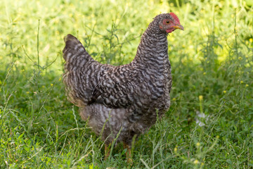 Hen at the yard looking into the camera. Authentic farm series.