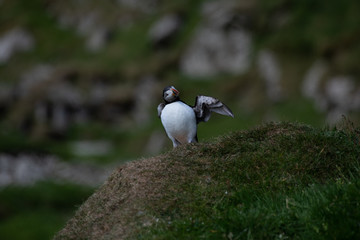 Puffins in the Faroe Islands