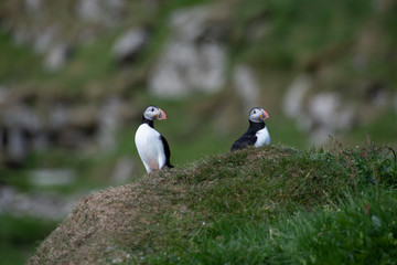 Puffins in the Faroe Islands