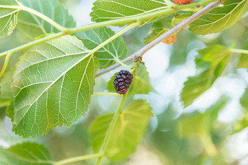 Mulberry on a tree branch during sunny summer day with copy space. Authentic farm series.