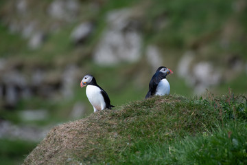Fototapeta na wymiar Puffins in the Faroe Islands