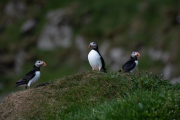 Puffins in the Faroe Islands