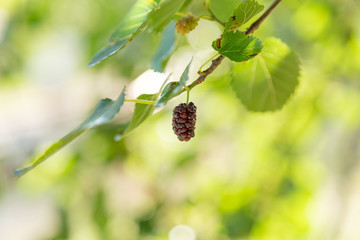 Mulberry on a tree branch during sunny summer day with copy space. Authentic farm series.