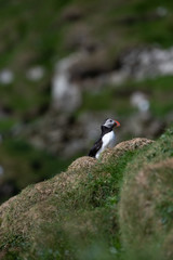 Puffins in the Faroe Islands