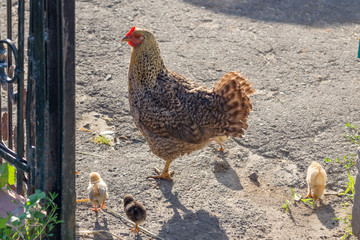 Hen at the yard looking into the camera. Authentic farm series.