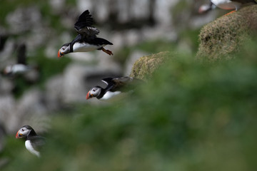 Puffins in the Faroe Islands